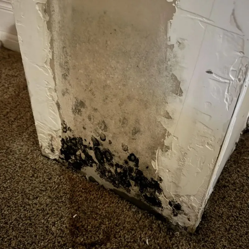 Professional Mold Removal in Marlette, MI